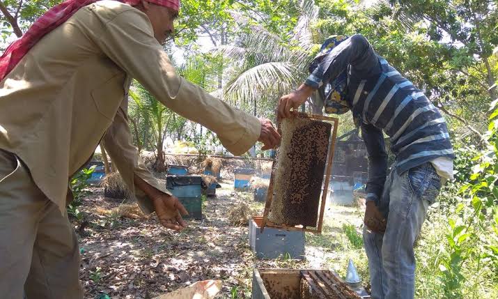 Honey collection _ Sunderbans