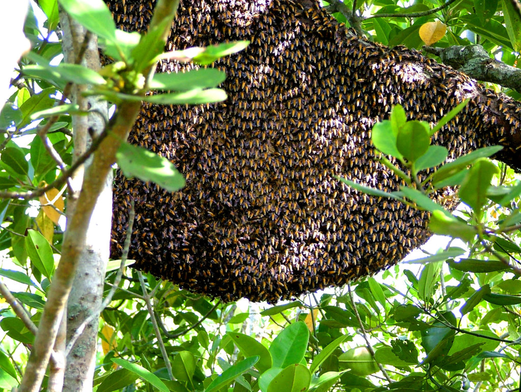 Sunderbans honey