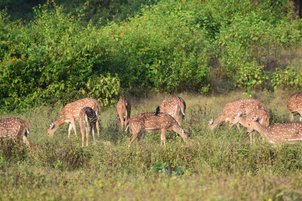 Deers Kanha 