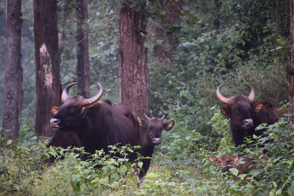 Herd of Bison Bandhavgarh MP