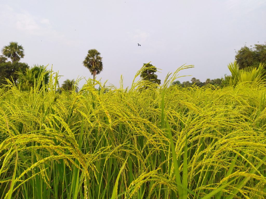 Its time to harvest the golden paddy - a common scene in Bengal's villages     P.C: Suman Kumar Datta