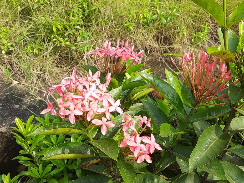 Rangan Flowers
