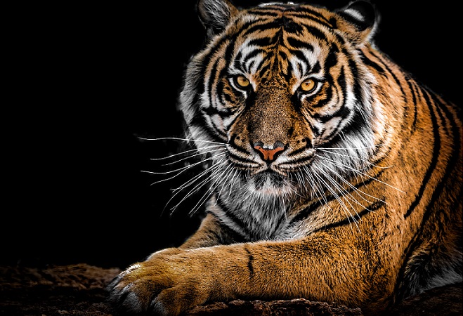 Tiger Reserve Madhya Pradesh India
