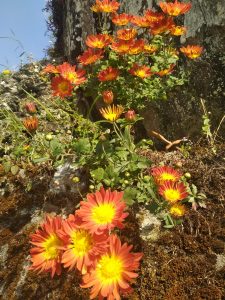 The flowers from the farm